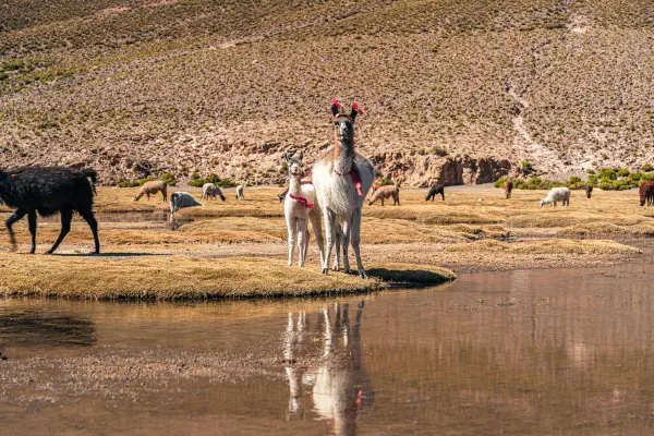 image from Uyuni Tour Tag 2